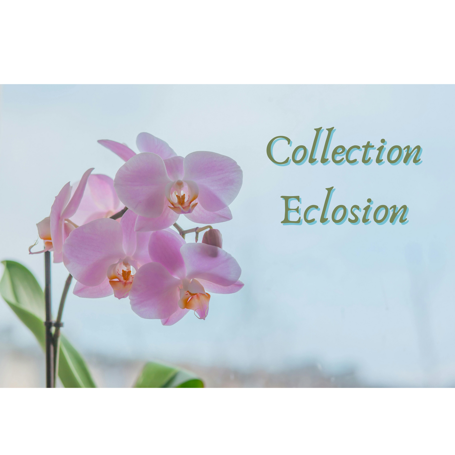 Collection Éclosion