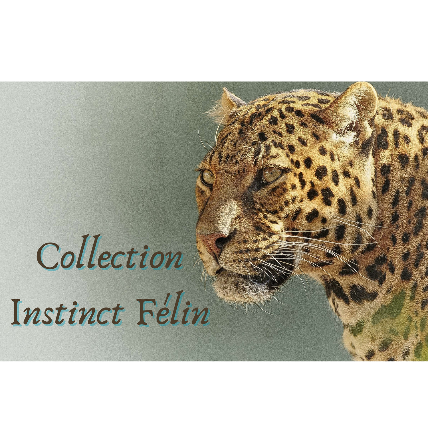 Collection Instinct Félin